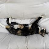 Photo de chat perdu à Cenon