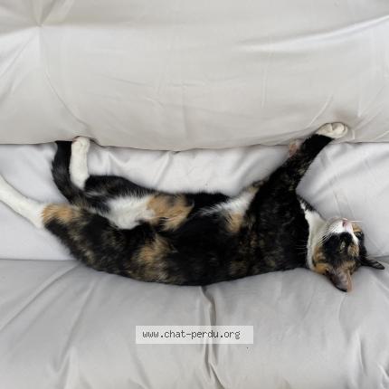 Photo 1/2 Berry Chat perdu à Cenon