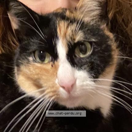 Photo 2/2 Berry Chat perdu à Cenon