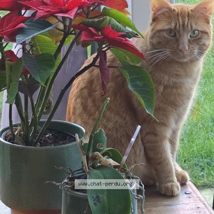 Photo 1/1 Chat retrouvé Perdu à Fosses