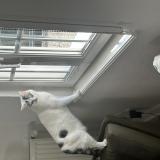 Photo de chat perdu à Gambsheim