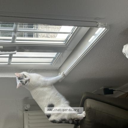 Photo 1/1 Uzi Chat perdu à Gambsheim