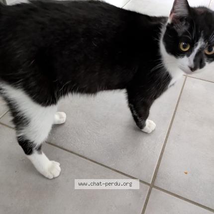 Photo 1/1 Chat trouvé Trouvé à Terrasson Lavilledieu