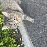 Photo de chat trouvé à St Romain La Virvee