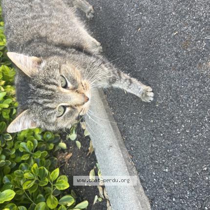 Photo 1/1 Chat trouvé Trouvé à St romain la virvee