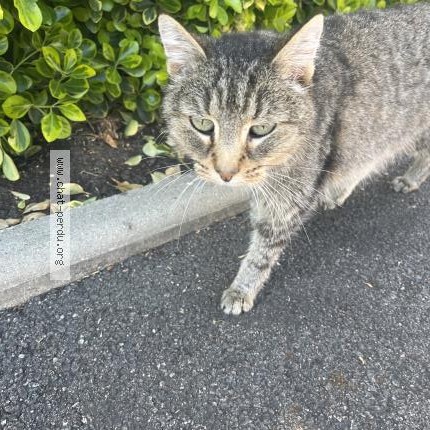 Photo 1/1 Chat retrouvé Trouvé à St Romain La Virvee