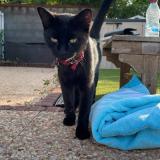 Photo de chat perdu à Paris