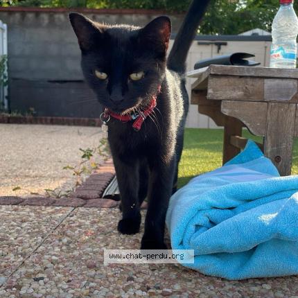 Photo 1/1 Masha Chat perdu à Paris