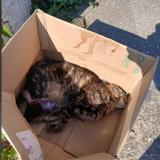 Photo de chat trouvé à Montussan