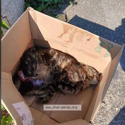 Photo 1/1 Chat trouvé Trouvé à Montussan
