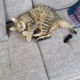 Photo de chat perdu à Ternand