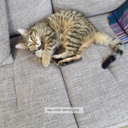 Photo 1/1 PEPSI Chat perdu à Ternand