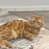 Photo de chat perdu à Chambly