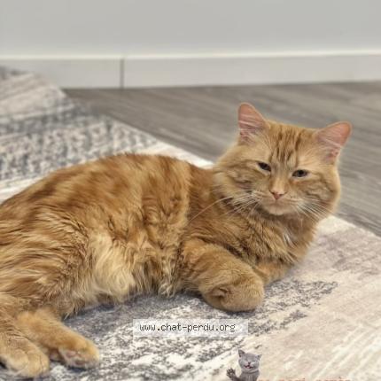 Photo 1/1 Aki Chat perdu à Chambly