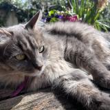 Photo de chat perdu à Venelles