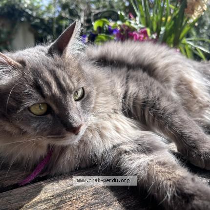 Photo 1/1 Cocominou Chat perdu à Venelles