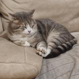 Photo de chat perdu à La Grand Combe