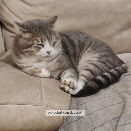 Photo 1/1 Rufus Chat perdu à La grand combe