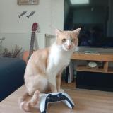 Photo de chat perdu à Paris