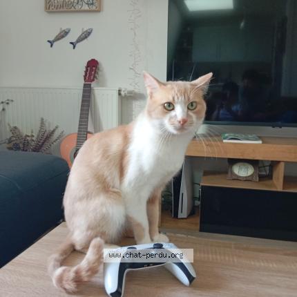 Photo 1/1 Messie Chat perdu à Paris