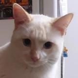 Photo de chat perdu à Castres Gironde