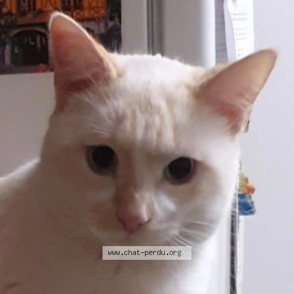 Photo 1/2 Lino Chat perdu à Castres gironde