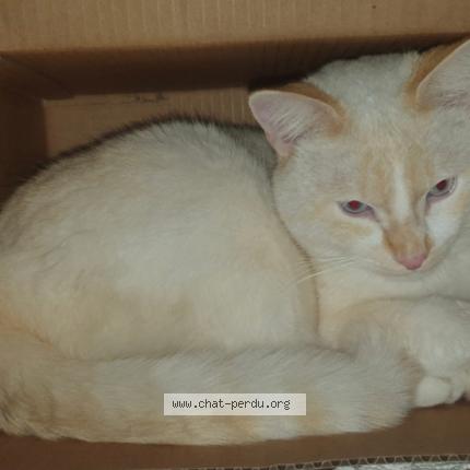 Photo 2/2 Lino Chat perdu à Castres gironde