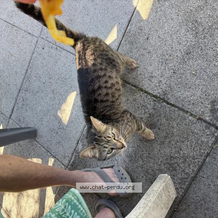 Photo 1/1 Chat trouvé Trouvé à Renage