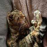 Photo de chat perdu à Le Passage