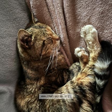 Photo 1/1 Minidou Chat perdu à Le passage