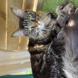 Photo de chat perdu à Les Issambres