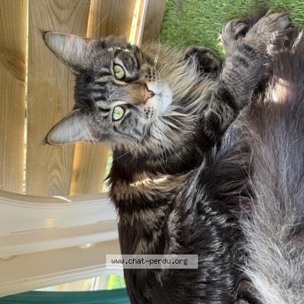 Photo 1/1 Maki Chat perdu à Les issambres