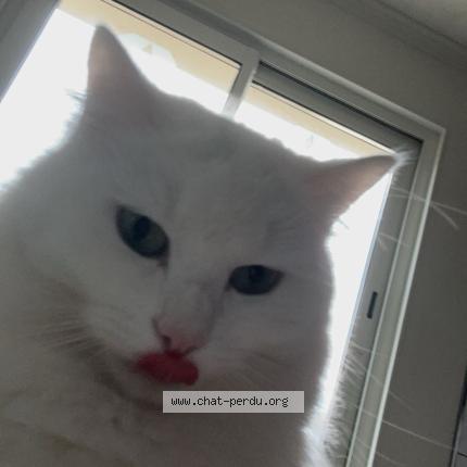 Photo 1/1 Opale Chat perdu à Ruffiac