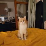 Photo de chat perdu à Gif Sur Yvette