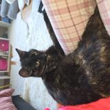 Photo de chat trouvé à La Garenne Colombes