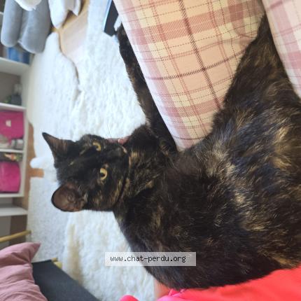 Photo 1/1 Chat trouvé Trouvé à La garenne colombes