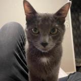 Photo de chat perdu à Haubourdin