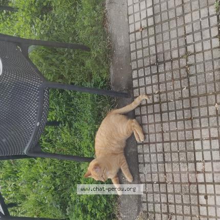 Photo 1/1 tigris Chat perdu à Valentine