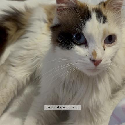 Photo 1/1 Chat trouvé Trouvé à Plombieres les dijon