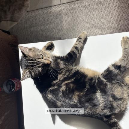 Photo 1/1 Vivi Chat perdu à L isle jourdain