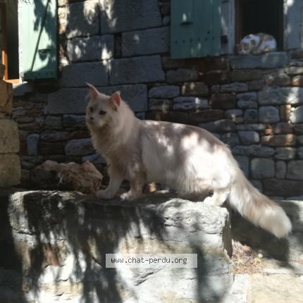 Photo 1/1 Chat trouvé Trouvé à Vinezac