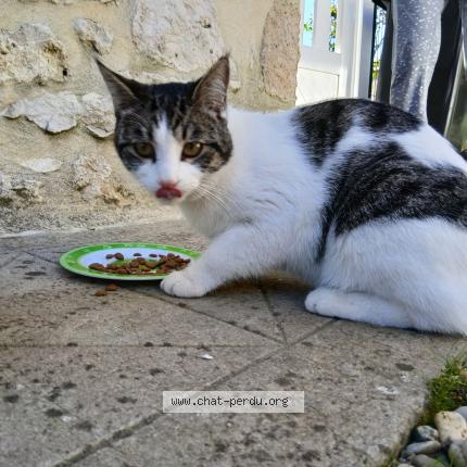 Photo 1/1 Chat trouvé Trouvé à Virelade