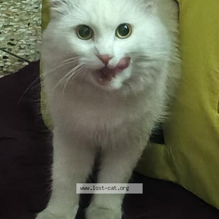 Photo 1/1 Luna Chat perdu à Islamabad