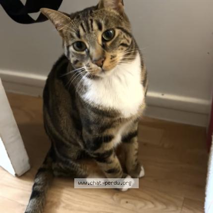 Photo 1/1 Mimi Chat perdu à Paris