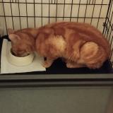 Photo de chat trouvé à Stains