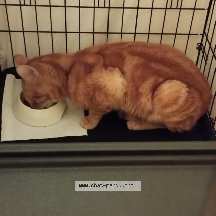 Photo 1/1 Chat trouvé Trouvé à Stains