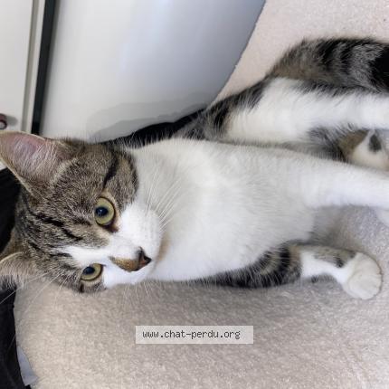 Photo 1/1 Fiston Chat perdu à Villers saint paul