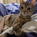 Photo de chat perdu à Nimes