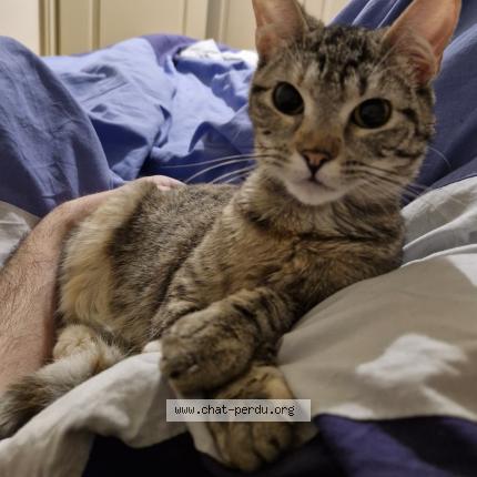 Photo 1/1 Tsuki Chat perdu à Nimes