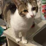 Photo de chat perdu à Les Essarts Le Roi